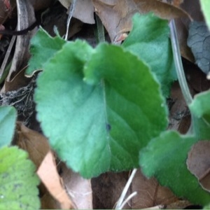 Photographie n°215587 du taxon Viola L.