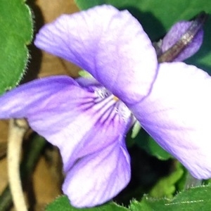 Photographie n°215588 du taxon Viola L.