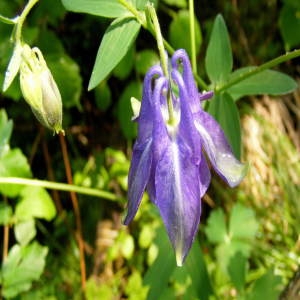 Photographie n°215591 du taxon Aquilegia vulgaris L. [1753]