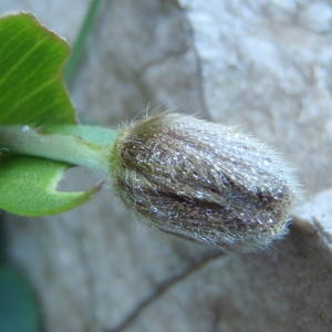 Photographie n°215595 du taxon Anemone palmata L. [1753]