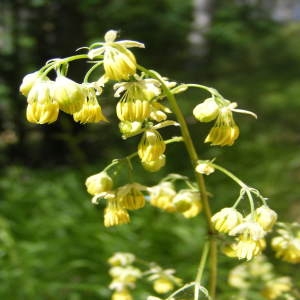 Photographie n°215615 du taxon Thalictrum minus L. [1753]