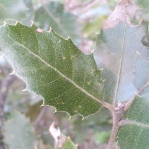 Photographie n°215627 du taxon Quercus ilex L. [1753]