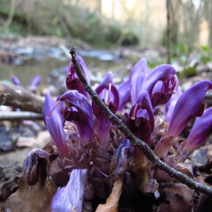 Photographie n°215662 du taxon Lathraea clandestina L. [1753]