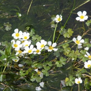 Photographie n°215723 du taxon Ranunculus aquatilis sensu L. [1754]