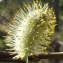  Jean-Claude Echardour - Salix caprea L. [1753]