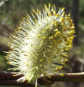 Jean-Claude Echardour, le  8 mars 2014 (Saffré (le brandon))