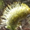  Jean-Claude Echardour - Salix caprea L. [1753]