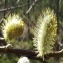  Jean-Claude Echardour - Salix caprea L. [1753]