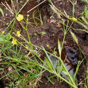 Photographie n°215761 du taxon Ranunculus flammula L. [1753]