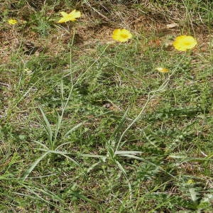 Photographie n°215778 du taxon Ranunculus gramineus L. [1753]