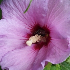 Photographie n°215860 du taxon Hibiscus syriacus L. [1753]