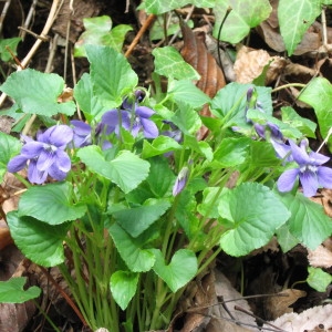 Photographie n°215879 du taxon Viola pseudomirabilis H.J.Coste [1893]