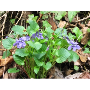 Viola pseudomirabilis H.J.Coste (Violette du Larzac)