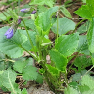 Photographie n°215880 du taxon Viola pseudomirabilis H.J.Coste [1893]