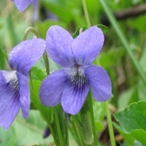 Photographie n°215881 du taxon Viola pseudomirabilis H.J.Coste [1893]