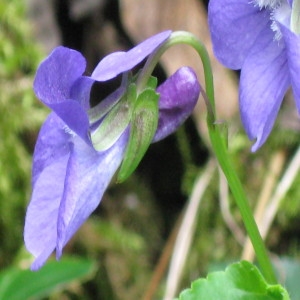 Photographie n°215882 du taxon Viola pseudomirabilis H.J.Coste [1893]