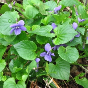 Photographie n°215883 du taxon Viola pseudomirabilis H.J.Coste [1893]