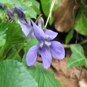  - Viola pseudomirabilis H.J.Coste [1893]