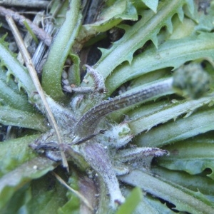 Photographie n°215930 du taxon Crepis leontodontoides All. [1789]