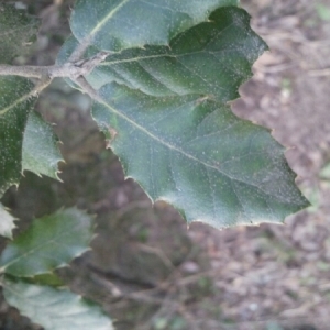 Photographie n°215932 du taxon Quercus ilex L. [1753]