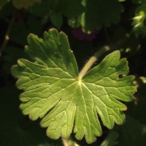 Photographie n°215946 du taxon Geranium molle L.