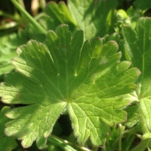 Photographie n°215948 du taxon Geranium molle L.