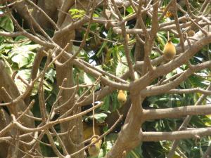 Samantha BAZAN, le  5 mars 2014 (Dakar (Jardin de l'université))