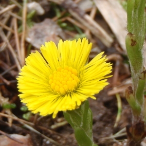 Photographie n°215993 du taxon Tussilago farfara L. [1753]