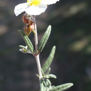 Photographie n°216047 du taxon Helianthemum apenninum (L.) Mill. [1768]