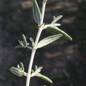 Photographie n°216052 du taxon Helianthemum apenninum (L.) Mill. [1768]