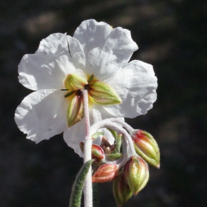 Photographie n°216055 du taxon Helianthemum apenninum (L.) Mill. [1768]