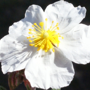 Photographie n°216058 du taxon Helianthemum apenninum (L.) Mill. [1768]