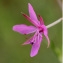  John De Vos - Epilobium dodonaei Vill.