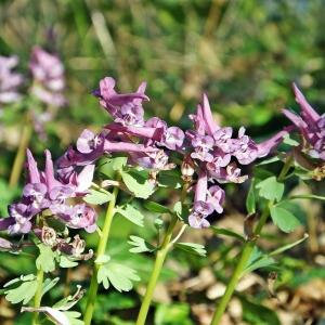 Photographie n°216127 du taxon Corydalis solida (L.) Clairv.