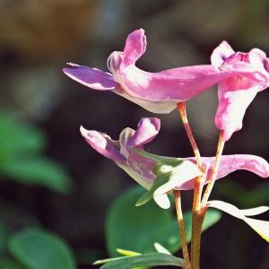 Photographie n°216129 du taxon Corydalis solida (L.) Clairv.