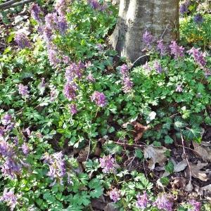 Corydalis bulbosa (L.) DC. (Corydale à bulbe plein)