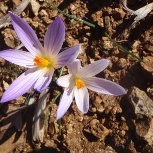 Photographie n°216132 du taxon Crocus versicolor Ker Gawl. [1808]