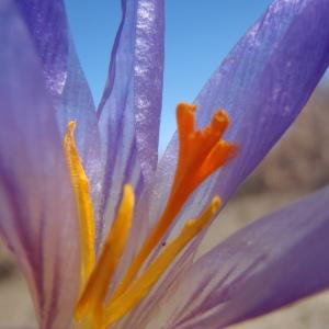 Photographie n°216133 du taxon Crocus versicolor Ker Gawl. [1808]