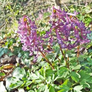 Photographie n°216135 du taxon Corydalis solida (L.) Clairv.