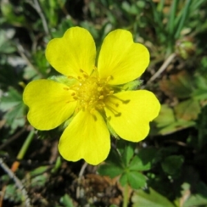 Photographie n°216148 du taxon Potentilla L.