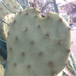 Photographie n°216149 du taxon Opuntia ficus-indica (L.) Mill. [1768]