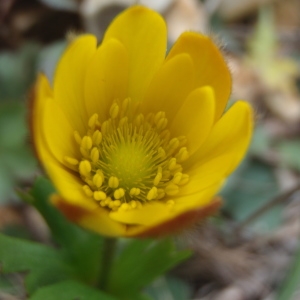 Photographie n°216157 du taxon Anemone palmata L. [1753]