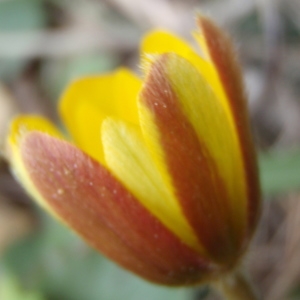 Photographie n°216158 du taxon Anemone palmata L. [1753]