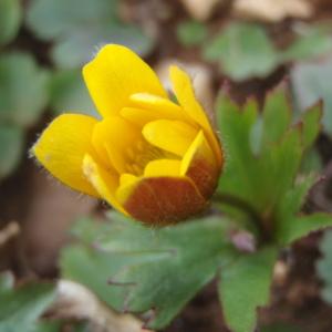 Photographie n°216159 du taxon Anemone palmata L. [1753]