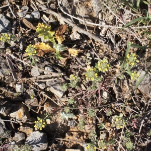 Photographie n°216161 du taxon Alyssum alyssoides (L.) L. [1759]