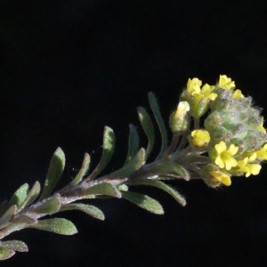 Photographie n°216162 du taxon Alyssum alyssoides (L.) L. [1759]