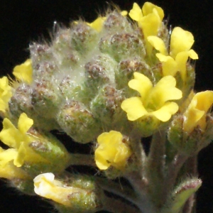  - Alyssum alyssoides (L.) L. [1759]