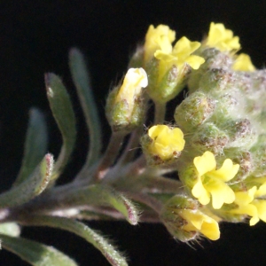 Photographie n°216164 du taxon Alyssum alyssoides (L.) L. [1759]