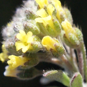 Photographie n°216166 du taxon Alyssum alyssoides (L.) L. [1759]