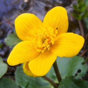 Photographie n°216214 du taxon Caltha palustris L. [1753]